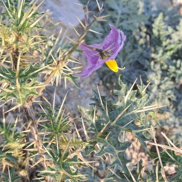 Solanum virginianum Žiedas