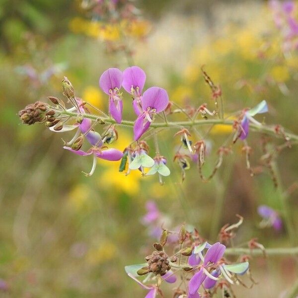 Grona adscendens عادت