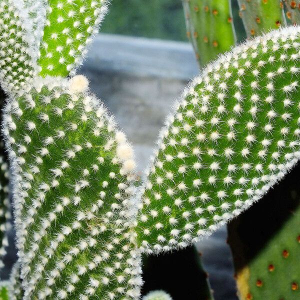 Opuntia microdasys برگ