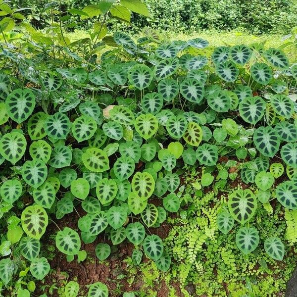 Colocasia affinis Blad