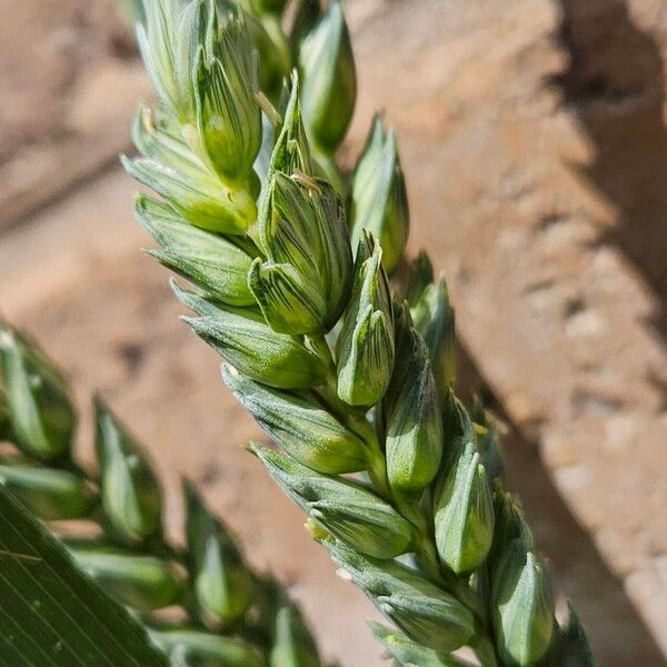 Triticum aestivum ফল