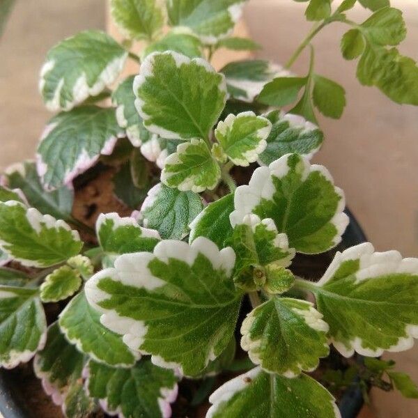 Plectranthus madagascariensis Blad