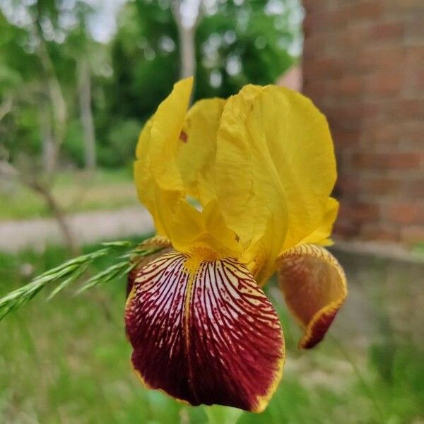 Iris variegata Цвят