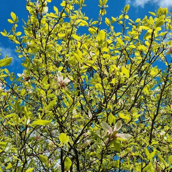 Magnolia × soulangeana Plante entière