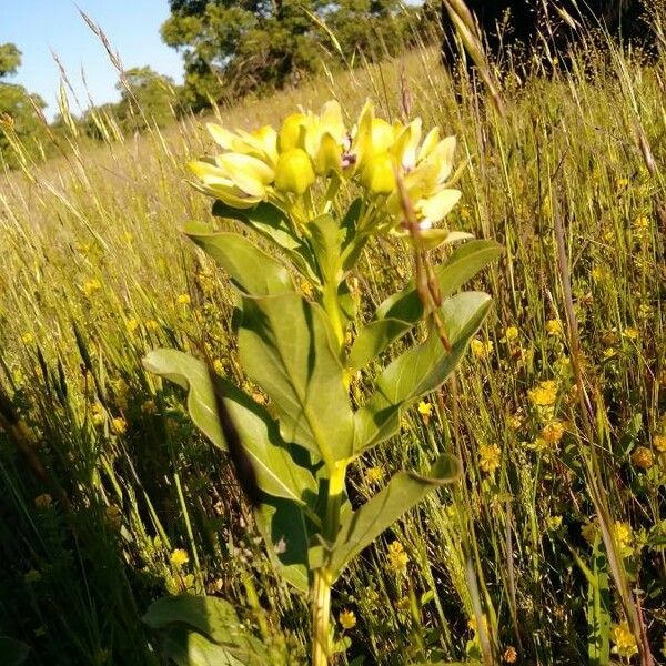 Asclepias viridis Muu