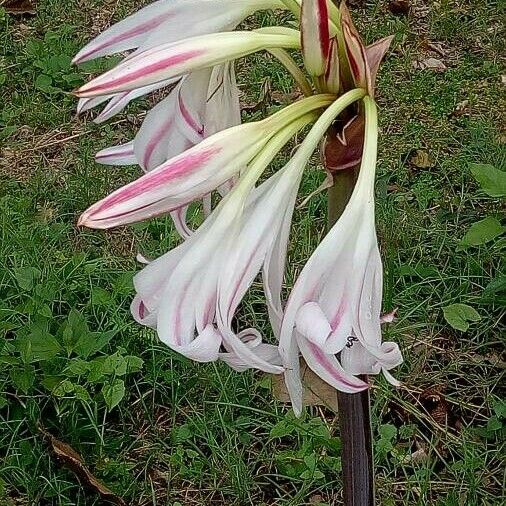 Crinum asiaticum Квітка