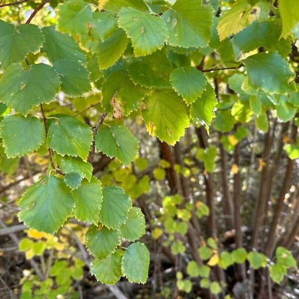 Betula occidentalis Лист