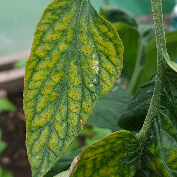 Solanum lycopersicum Deilen