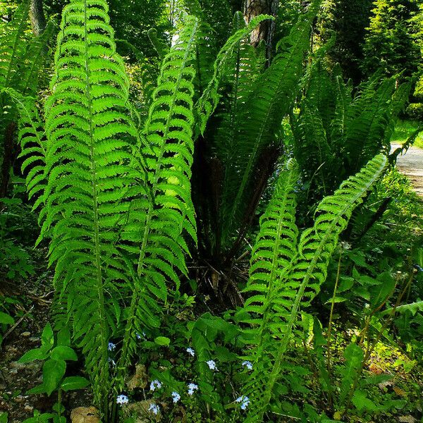 Onoclea struthiopteris Leaf