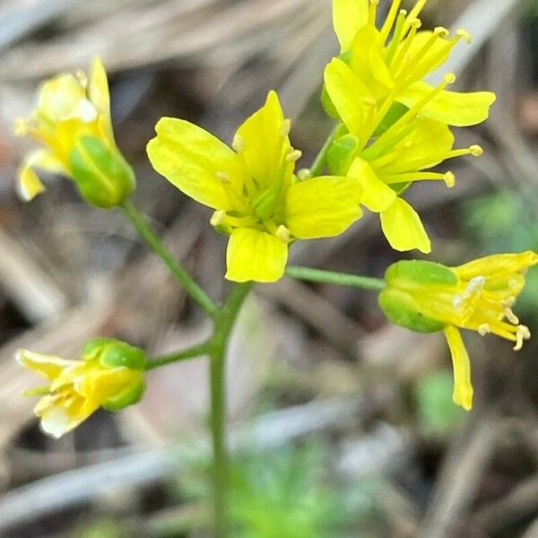 Draba aizoides Flor