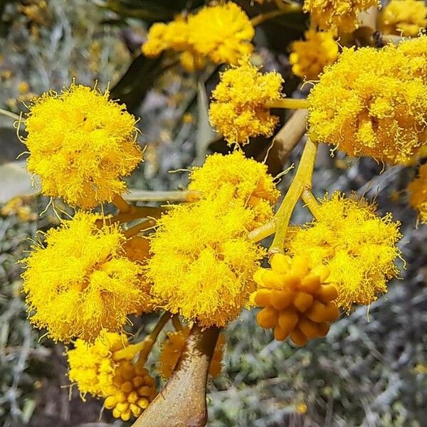 Acacia saligna Blüte