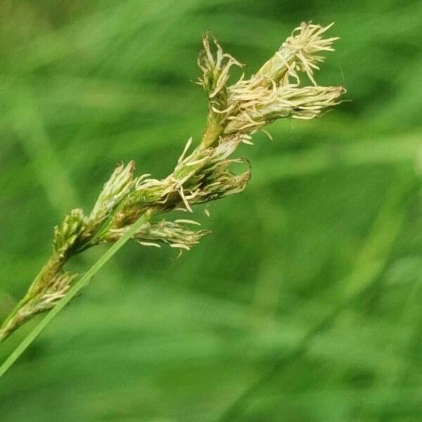 Carex brizoides Flower