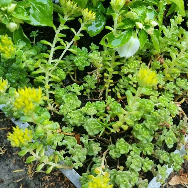 Sedum oreganum 葉