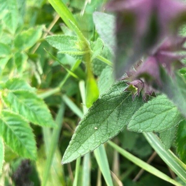 Stachys palustris Leaf