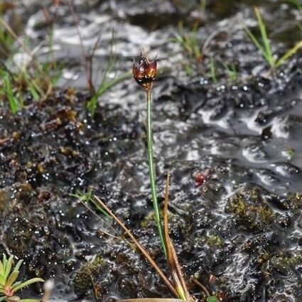 Juncus castaneus 形态