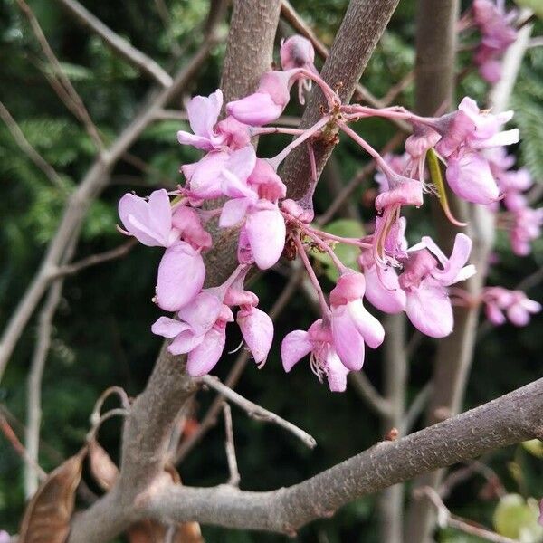 Cercis canadensis Fiore