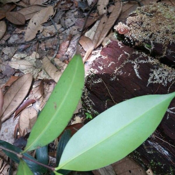 Mouriri huberi Blad