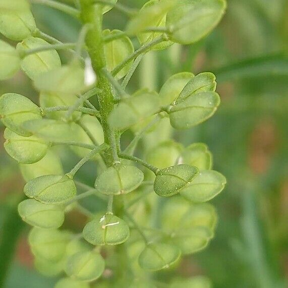 Lepidium virginicum Meyve