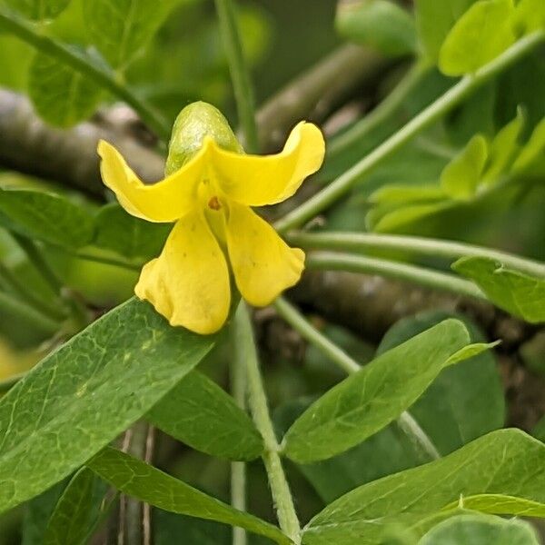 Caragana arborescens Flower