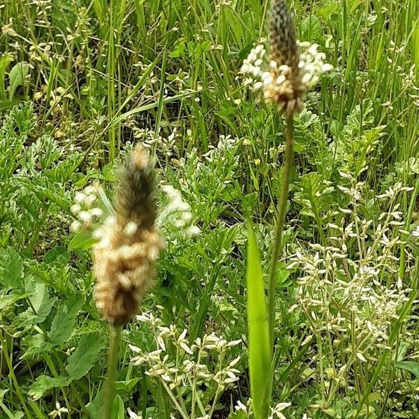 Plantago argentea Fiore