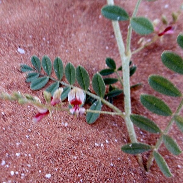 Indigofera spicata Lorea