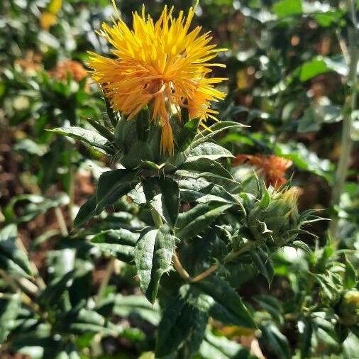 Carthamus tinctorius Flower