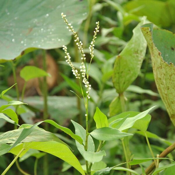 Persicaria punctata Altro