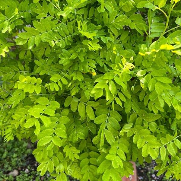 Caragana arborescens Frunză