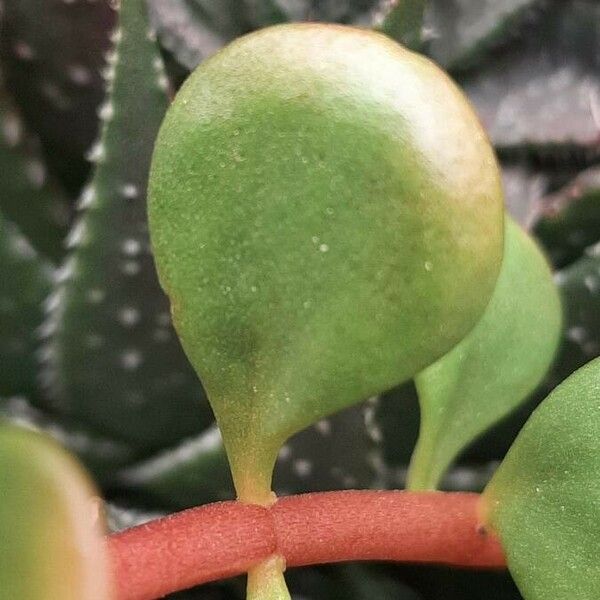 Sedum makinoi Leaf