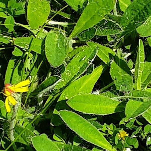 Pilosella officinarum Folha