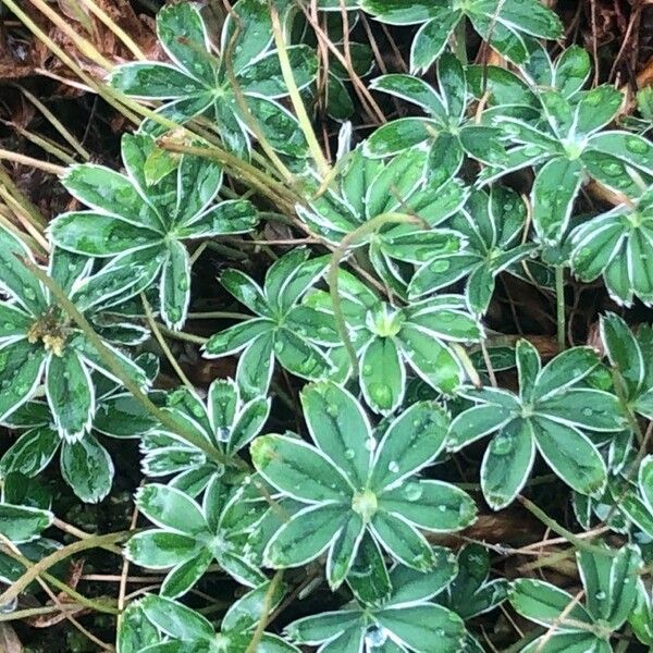 Alchemilla alpigena Lehti