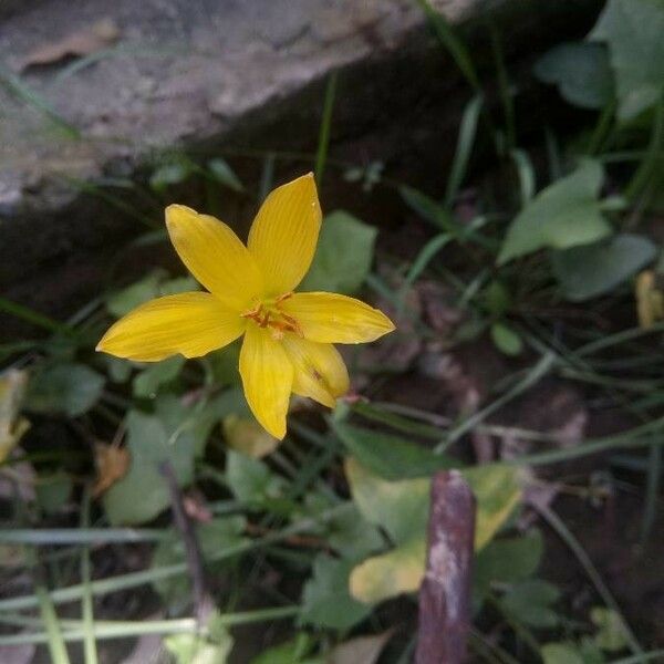 Zephyranthes citrina Flor