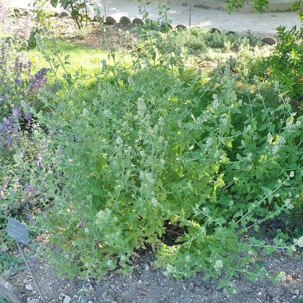 Nepeta cataria Habit