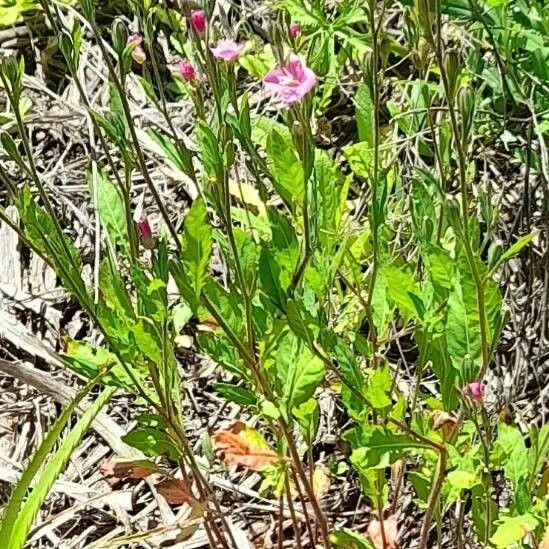 Oenothera rosea Hábito