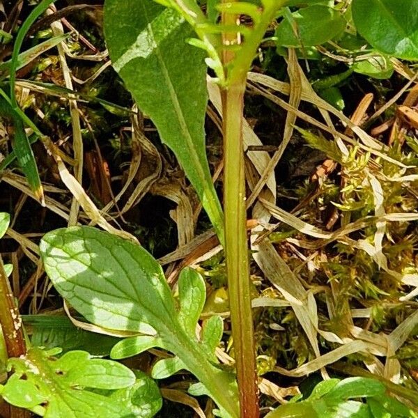 Valeriana dioica Rinde