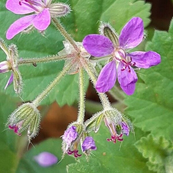 Erodium malacoides Blüte