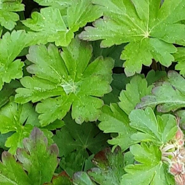 Geranium macrorrhizum Leaf