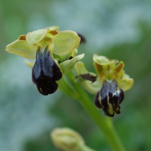 Ophrys fusca Fleur