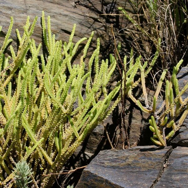 Crassula muscosa Vekstform