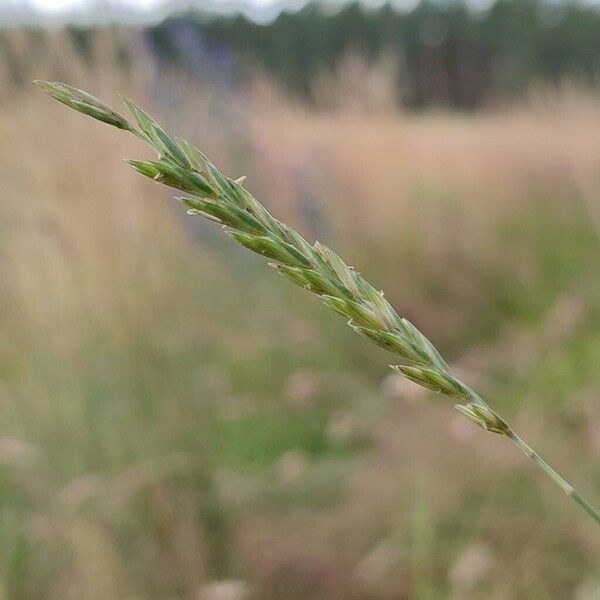 Elymus repens Blüte