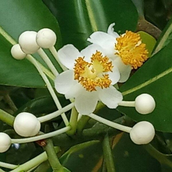 Calophyllum inophyllum Blüte