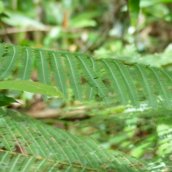 Acacia mearnsii Лист