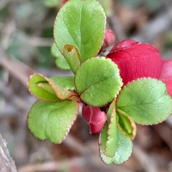 Chaenomeles × superba Fuelha