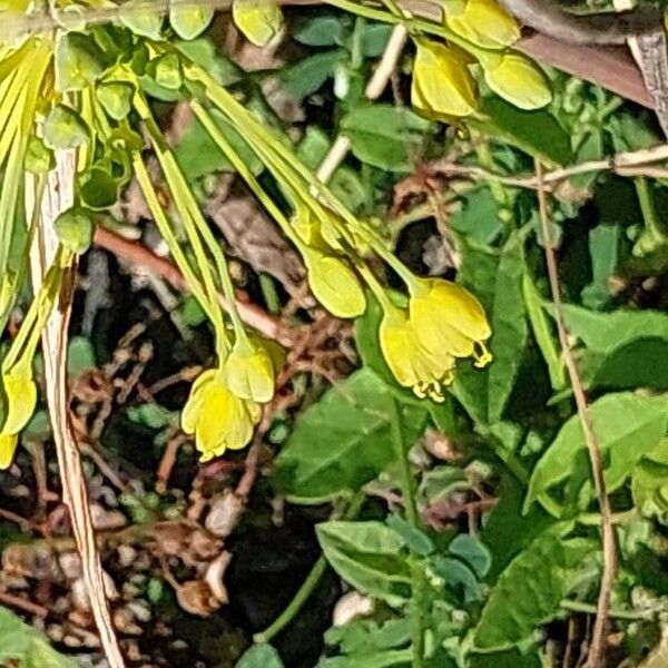 Allium flavum ফুল