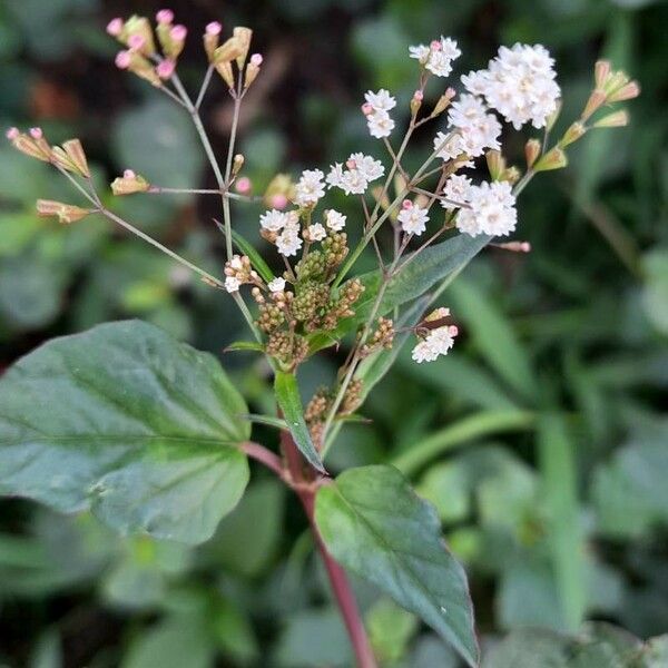 Boerhavia erecta Fuelha