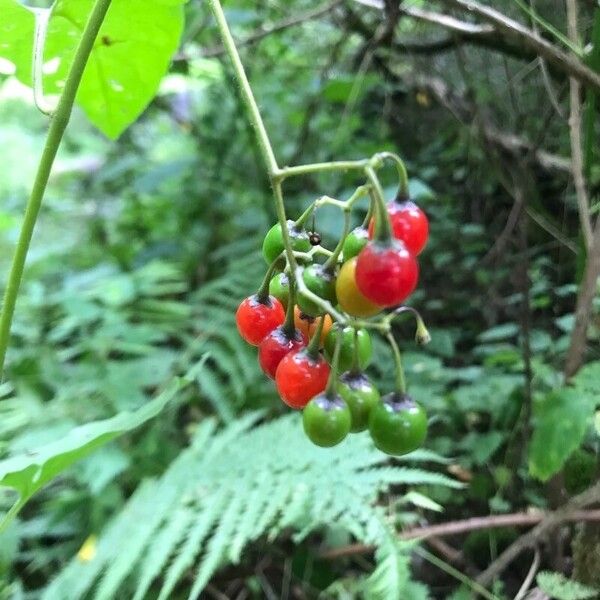 Solanum dulcamara Φρούτο