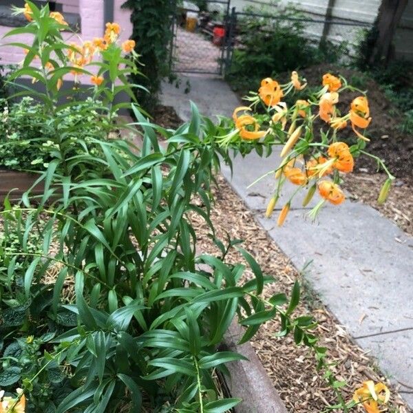 Lilium henryi Habitus