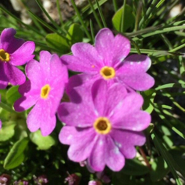 Primula farinosa Kwiat