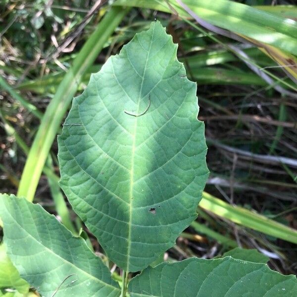 Juglans regia Foglia