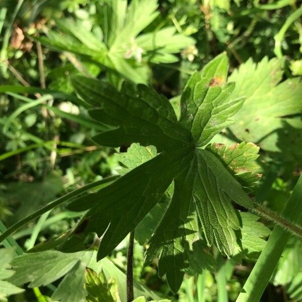 Geranium palustre Leaf